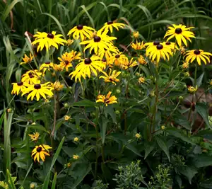 echinacea...