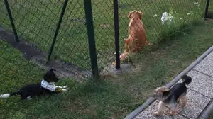 schůze pejsků u našeho plotu...bohužel bez naší Reninky-ta už schůzuje ve psím nebíčku...:-(