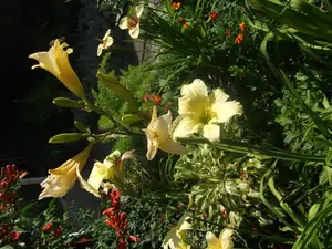 iris66 — 2. srpna 2013