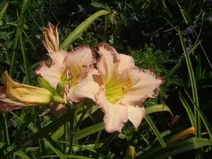 iris66 — 2. srpna 2013