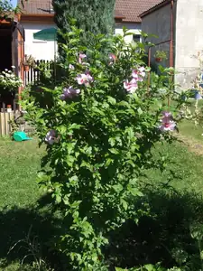 iris66 — 2. srpna 2013