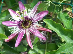 Passiflora victoria.