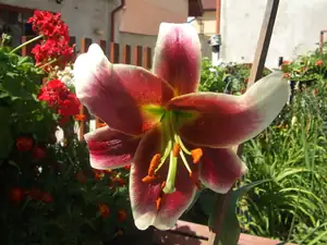 iris66 — 7. srpna 2013