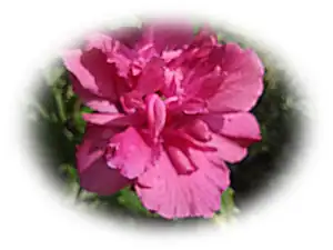 iris66 — 8. srpna 2013