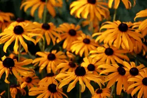 echinacea...