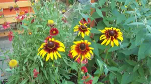 nové