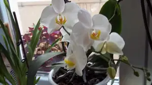 začaly orchidejky kvést