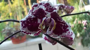 tato orchidej má zvláštní barvu