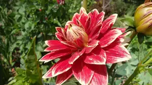 jiřinka