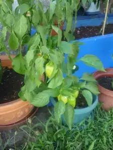 moje první papriky