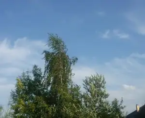moje břízy