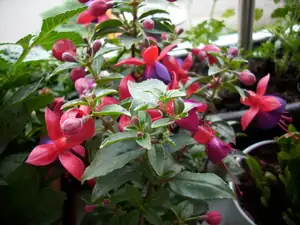 fuchsie
