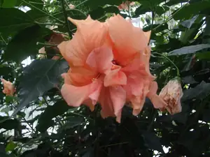 iris66 — 16. srpna 2013