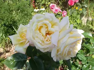 ludmila60 — 21. srpna 2013