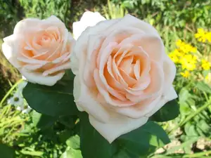 ludmila60 — 21. srpna 2013