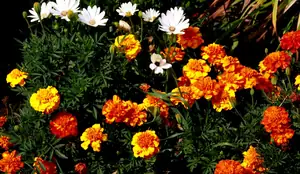 afrikány a osteospermum...