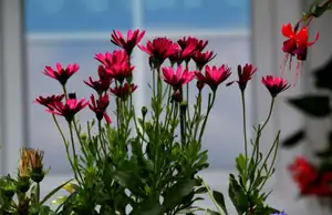 osteospermum v truhlíku...