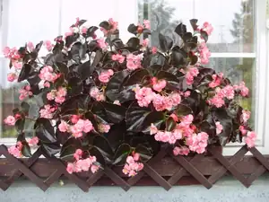Begonka
