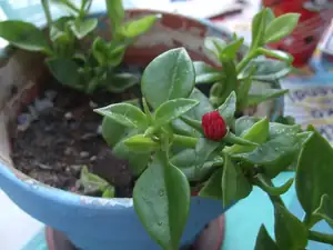 ten samý druh kytky,jako na první fotce a je taky z Chorvatska
