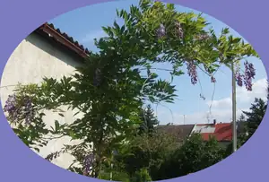 kvete letos podruhé