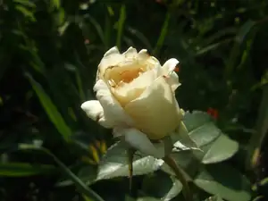 iris66 — 26. srpna 2013