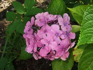iris66 — 26. srpna 2013
