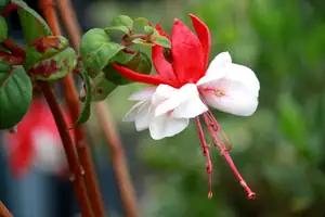 fuchsie...