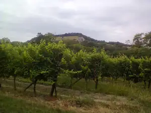 Palava.
