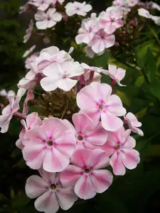 Phlox
