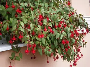 Fuchsie