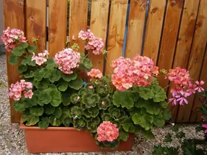 Muškáty ze semínek nakonec nic nezmeškaly
