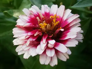 Cinie (14.8.)