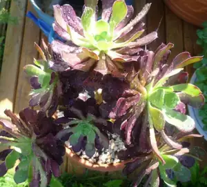 uslzené aeonium