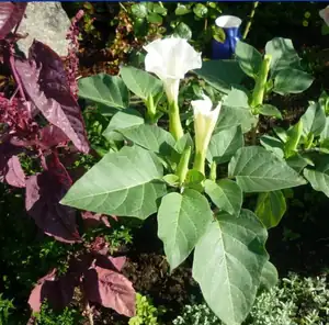 datura