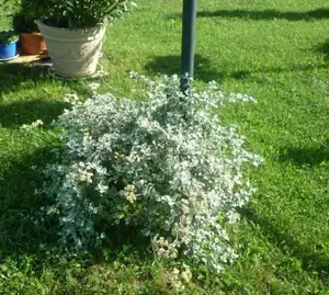 smil se rozrostl a kvete žlutě