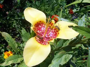 iris66 — 29. srpna 2013