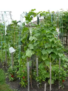 kosnikovna — 31. srpna 2013