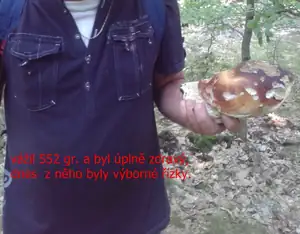 iris66 — 31. srpna 2013