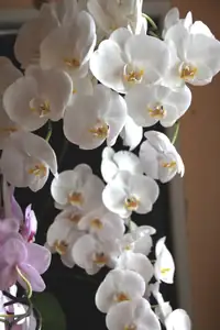 bílá orchidej naší babičky Anny má 48 květů...
