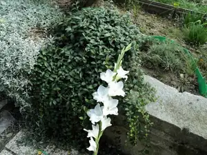 zhbobo — 9. září 2013
