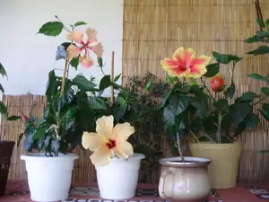 martinagala — 8. ledna 2011