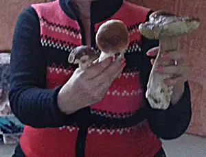 iris66 — 11. září 2013