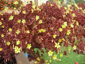 Oxalis
