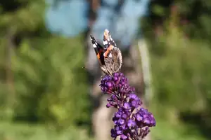 papilio — 17. září 2013