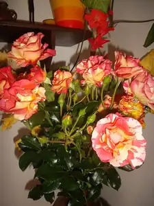 ze zahrady