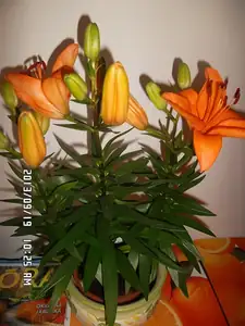 darovaná