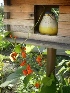bumble-bee — 19. září 2013