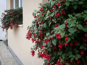 Fuchsiím ochlazení prospělo