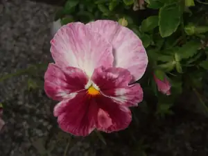 iris66 — 22. září 2013