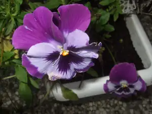 iris66 — 22. září 2013